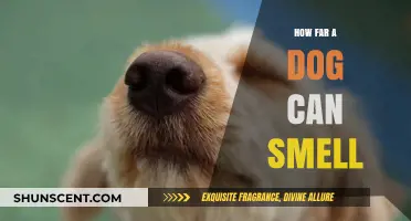 Unleashing the Power: A Dog's Incredible Sense of Smell Explained