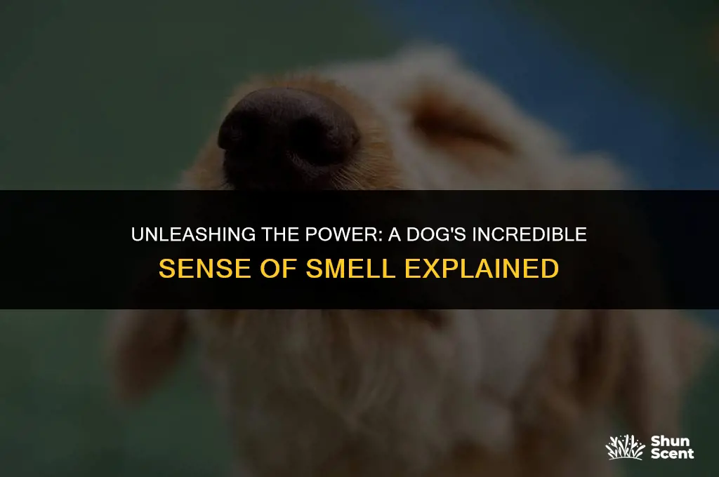 how far a dog can smell