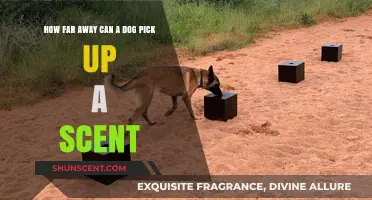 How Far Can a Dog's Nose Detect and Track Scents?