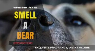 Canine Noses vs. Bear Scents: Unraveling the Myth of Distance