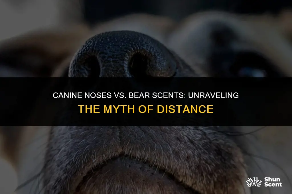 how far away can a dog smell a bear