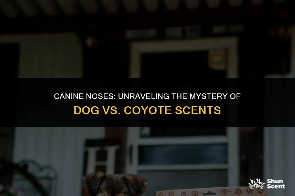 how far away can a dog smell a coyote