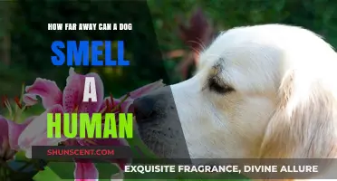 Unleashing the Canine Nose: How Far Can Dogs Smell Humans?