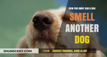 Decoding Canine Scents: The Astonishing Range of a Dog's Nose