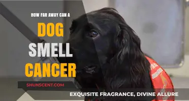 Unleashing the Power: Canine Cancer Detection and Its Limits