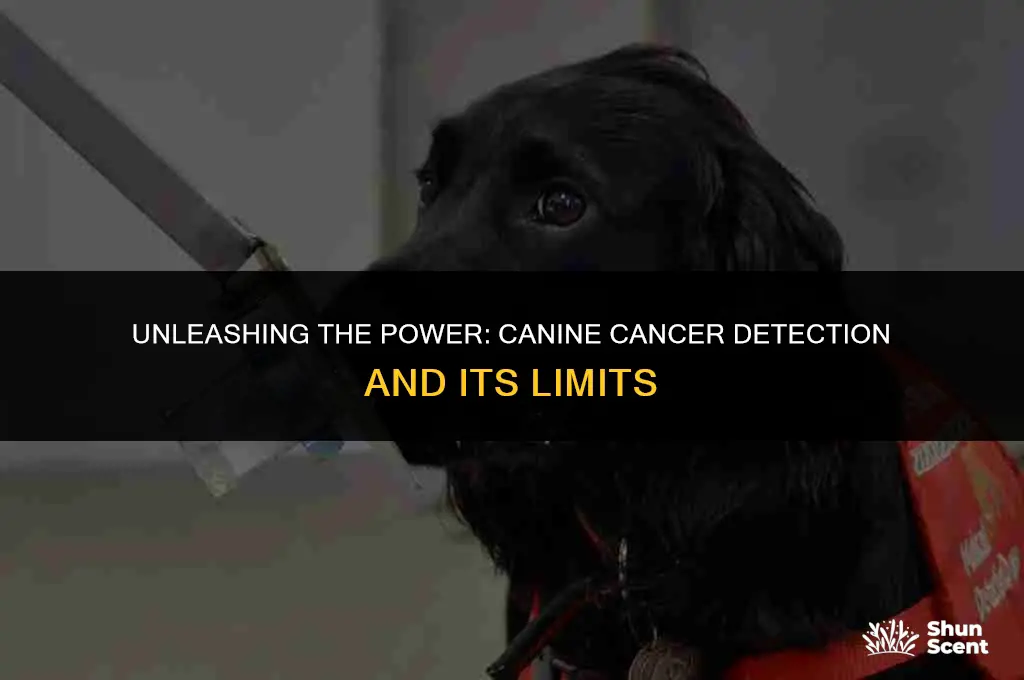 how far away can a dog smell cancer