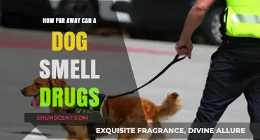 Unleashing the Power: A Dog's Incredible Sense of Smell and Drug Detection