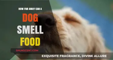 Unleashing the Power: A Dog's Incredible Sense of Smell for Food
