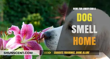 The Incredible Canine Nose: How Far Away Can a Dog Smell Home?