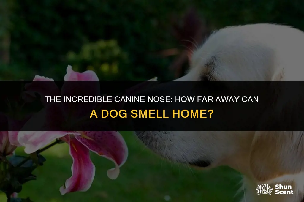 how far away can a dog smell home