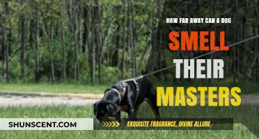 The Incredible Canine Nose: Tracking Scents Miles Away