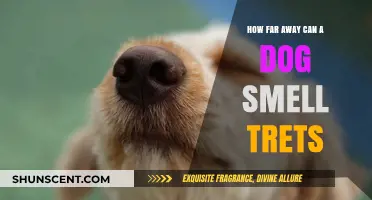 Unleashing the Power: A Dog's Incredible Sense of Smell for Treats