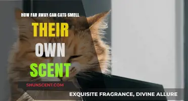 How Far Can Cats Detect Their Own Scent Markers?