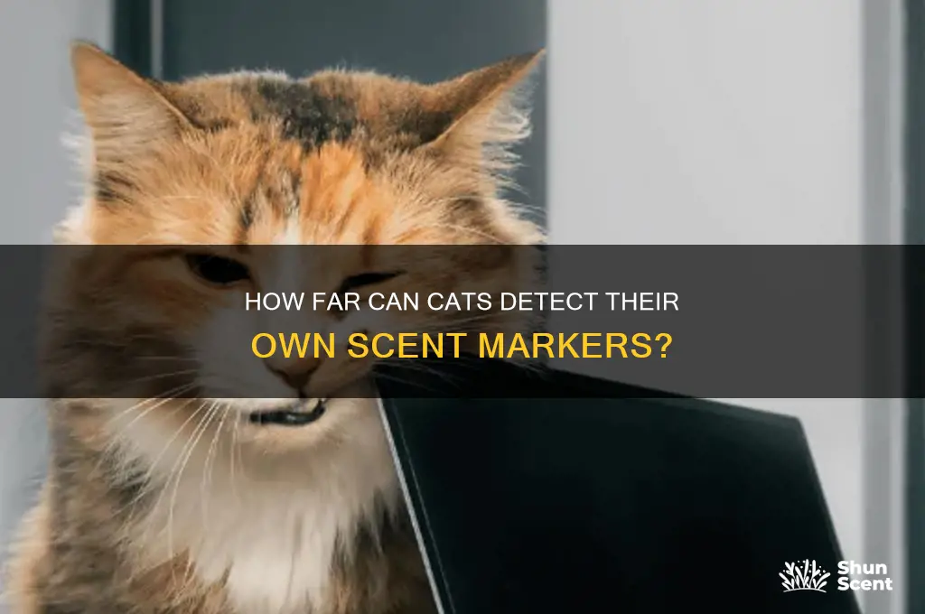 how far away can cats smell their own scent