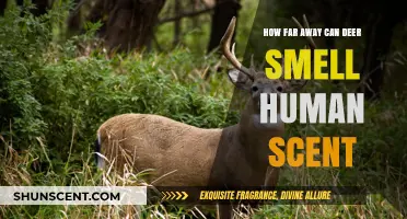 How Far Can Deer Detect Human Scent in the Wild?