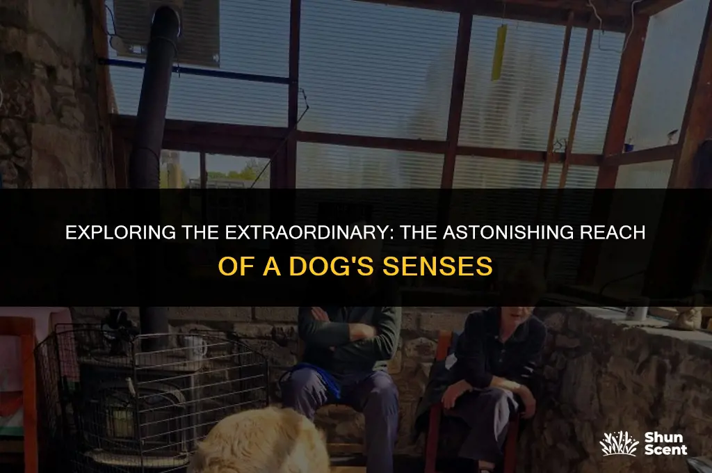 how far away can dogs hear and smell