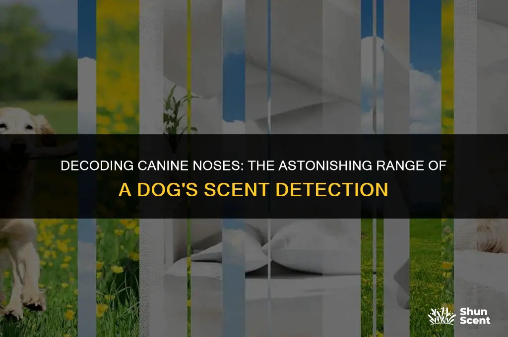 how far away can dogs smell a dog in heat