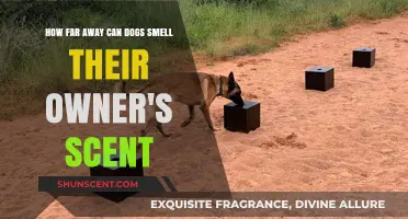 How Far Can Dogs Detect Their Owner's Scent?