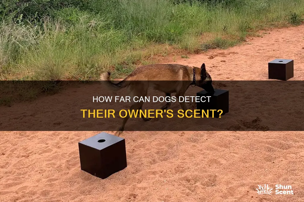 how far away can dogs smell their owner