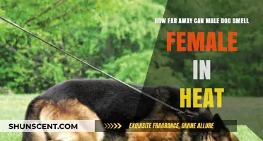 Scent Tracking: The Remarkable Range of a Male Dog's Sense of Smell