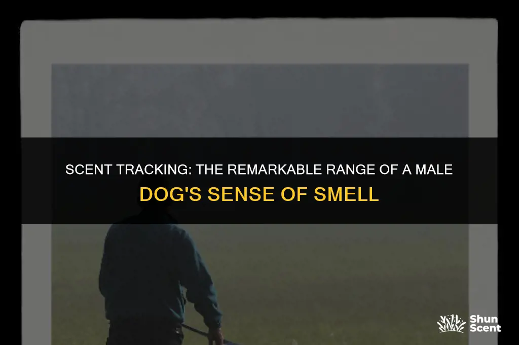 how far away can male dog smell female in heat