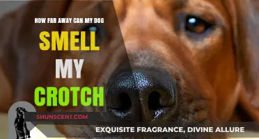 Exploring Canine Olfactory Abilities: The Crotch Connection