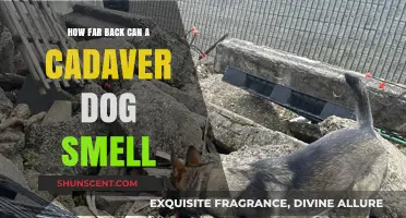 Unraveling the Mysteries: Cadaver Dogs' Remarkable Scent Detection Abilities