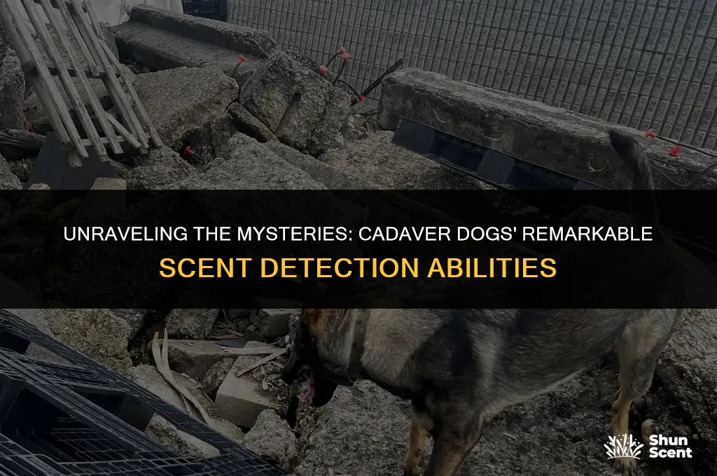 how far back can a cadaver dog smell