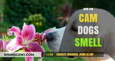 Unleashing the Power: How Far Can Dogs Smell?