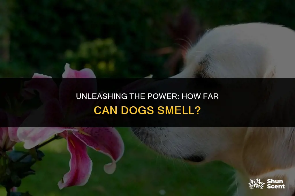 how far cam dogs smell