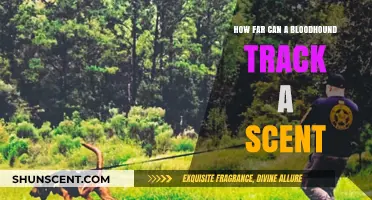 Bloodhound Tracking Abilities: Unraveling the Limits of Scent Detection