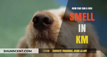 Unleashing the Power: A Dog's Incredible Sense of Smell in Kilometers