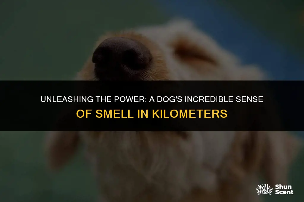 how far can a dog smell in km