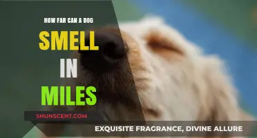 Unleashing the Power: A Dog's Incredible Sense of Smell in Miles