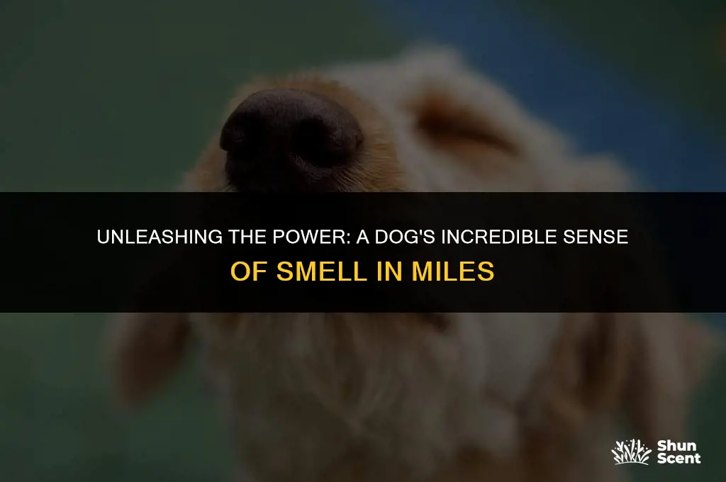 how far can a dog smell in miles