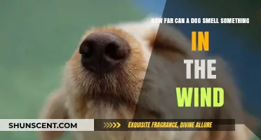 Unleashing the Power: A Dog's Incredible Sense of Smell in the Wind