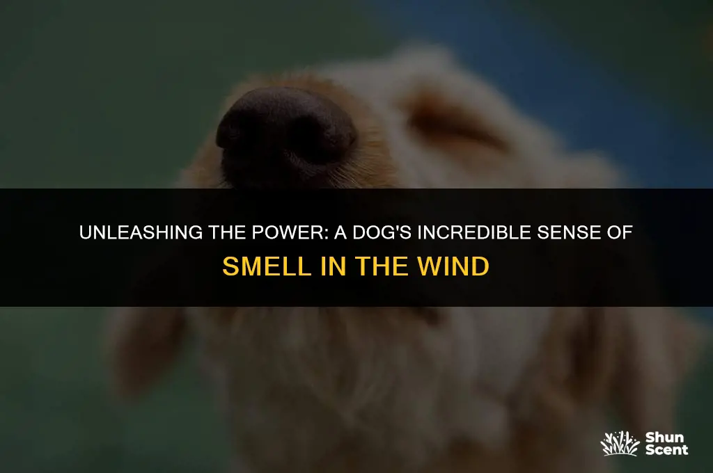 how far can a dog smell something in the wind