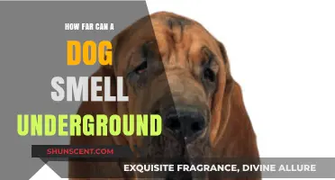 Unleashing the Power: A Dog's Incredible Underground Sense of Smell