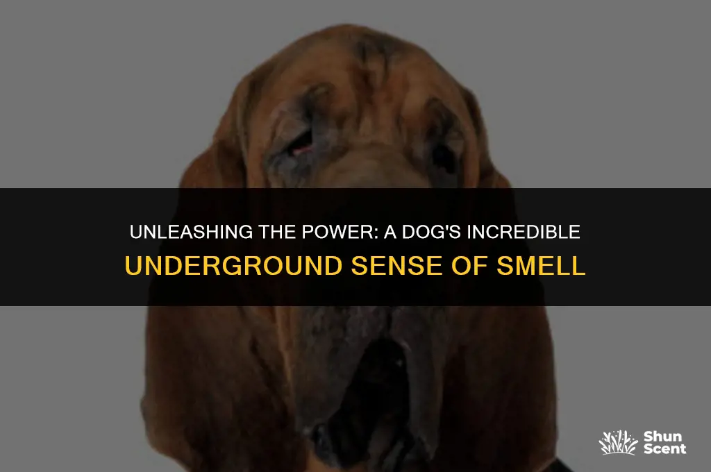 how far can a dog smell underground