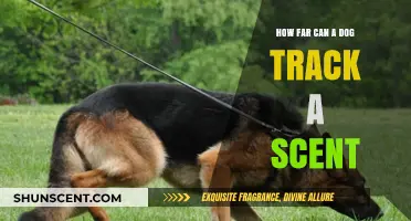 Unleashing the Power: How Far Can Dogs Track Scents?