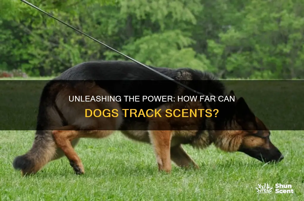 how far can a dog track a scent