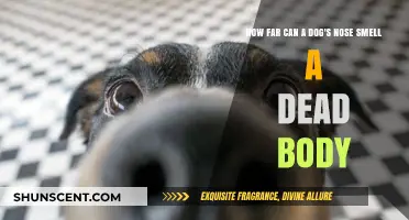 Unleashing the Power: A Dog's Nose and the Scent of Mortality