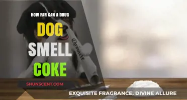 Unleashing the Power: Drug Dogs' Incredible Sense of Smell Revealed