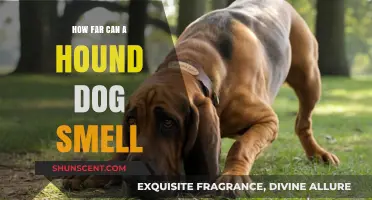 Unleashing the Power: A Hound Dog's Extraordinary Sense of Smell