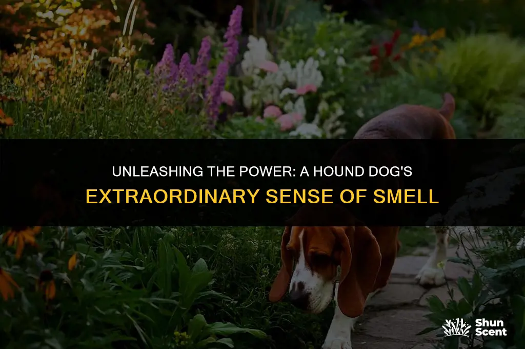 how far can a hound dog smell