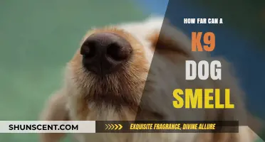 Unleashing the Power: The Astonishing Range of a K9's Sense of Smell