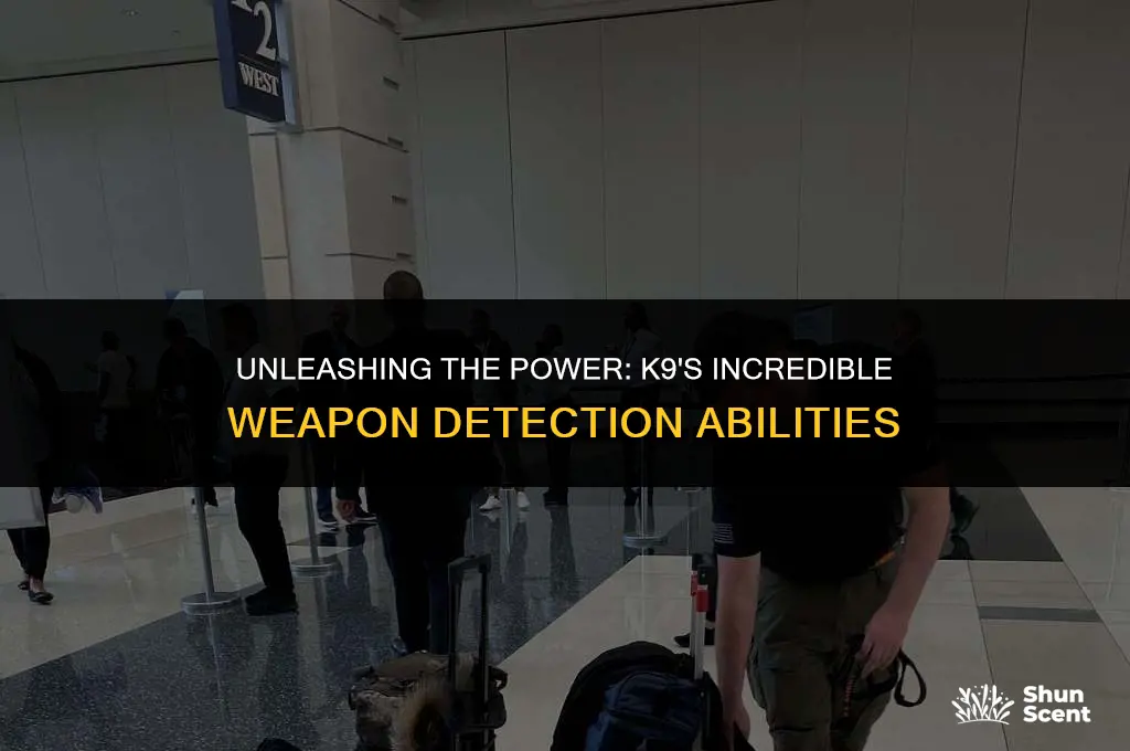 how far can a k9 police dog smell a weapon