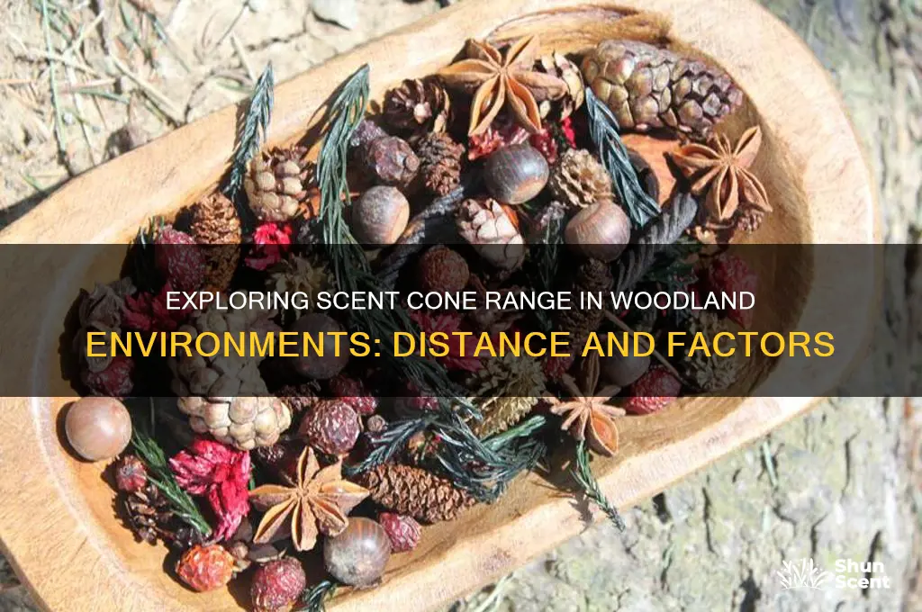 how far can a scent cone go in the woods