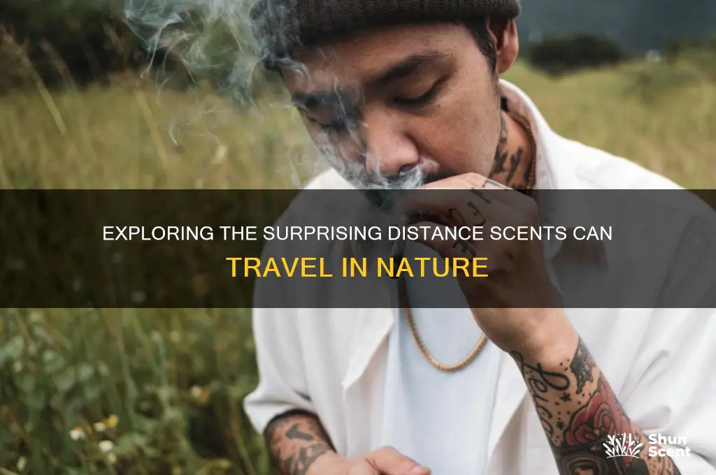 how far can a scent travel