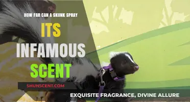Unveiling the Surprising Range of a Skunk's Potent Spray Defense